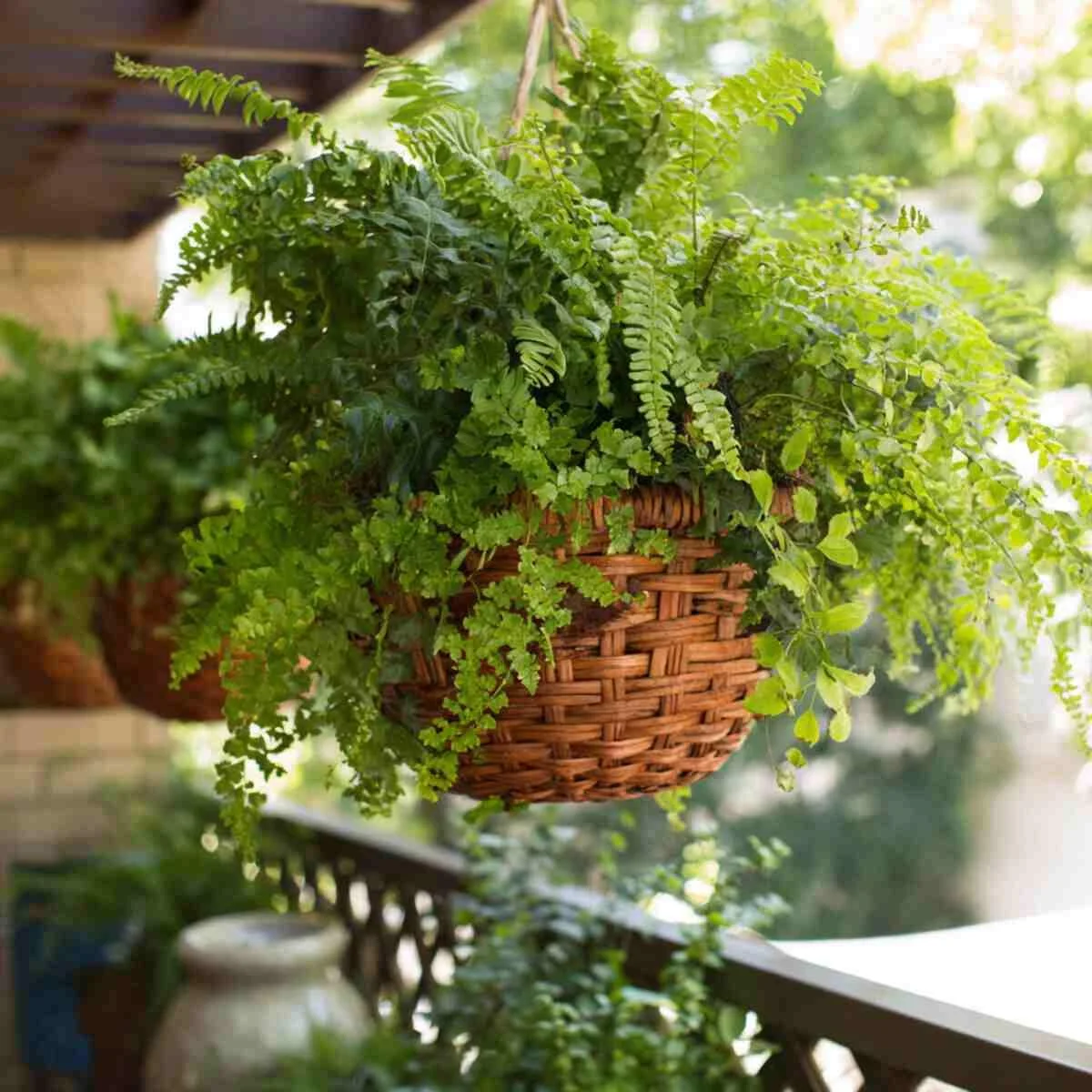 Ferns in Hanging Baskets