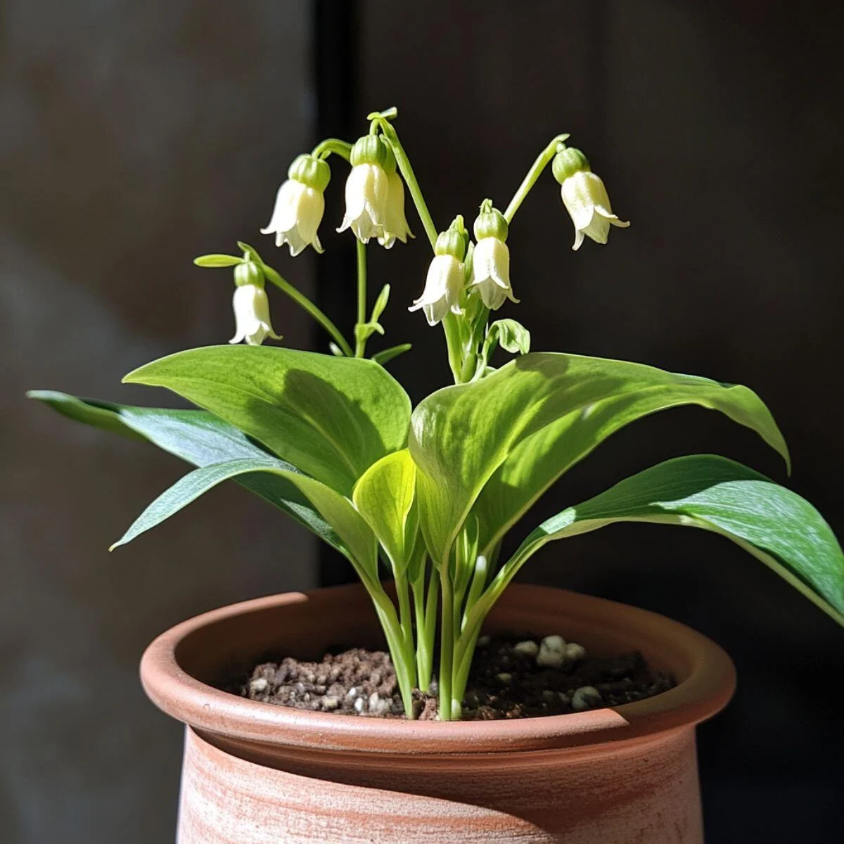 Solomon's Seal