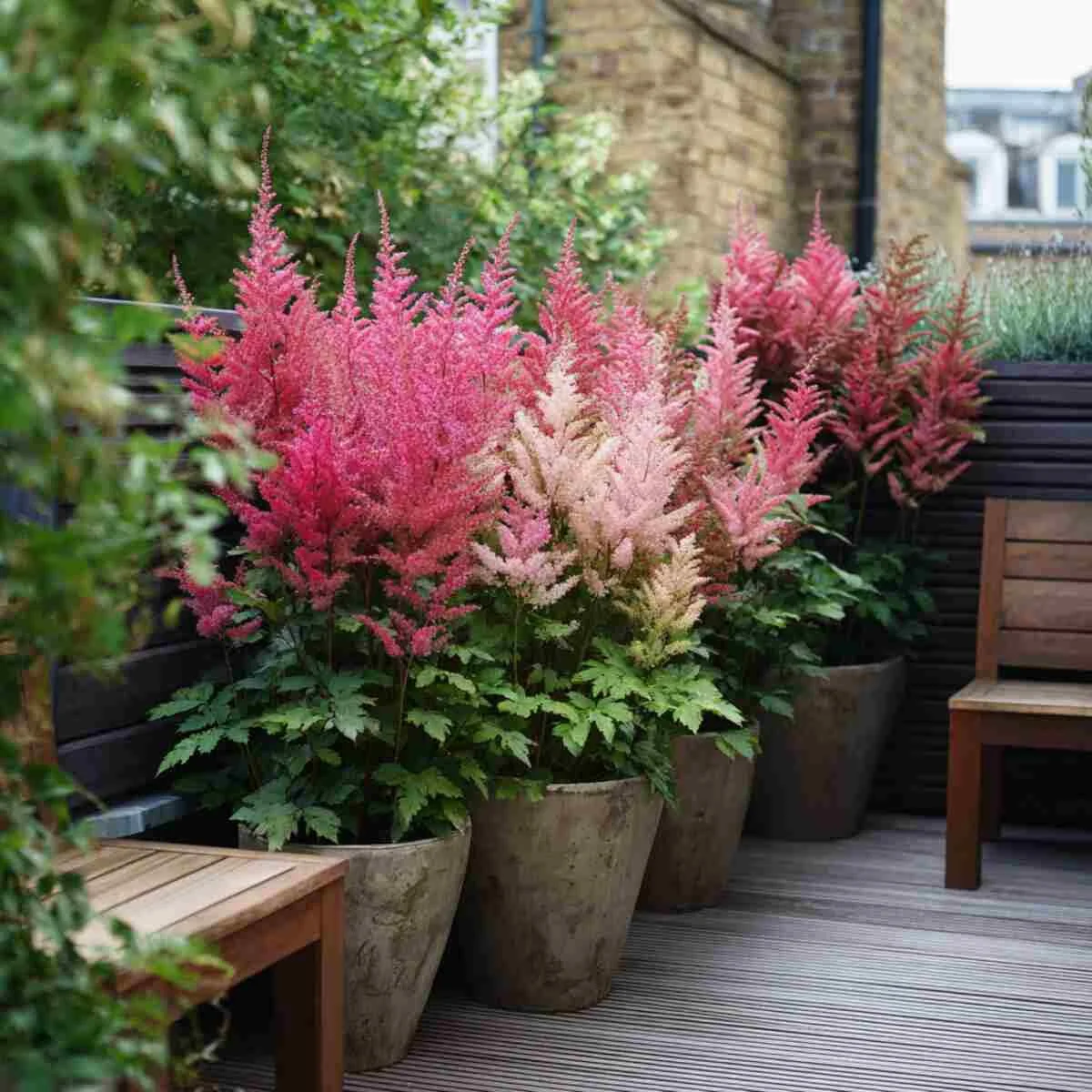 Astilbe in Large Tub Containers