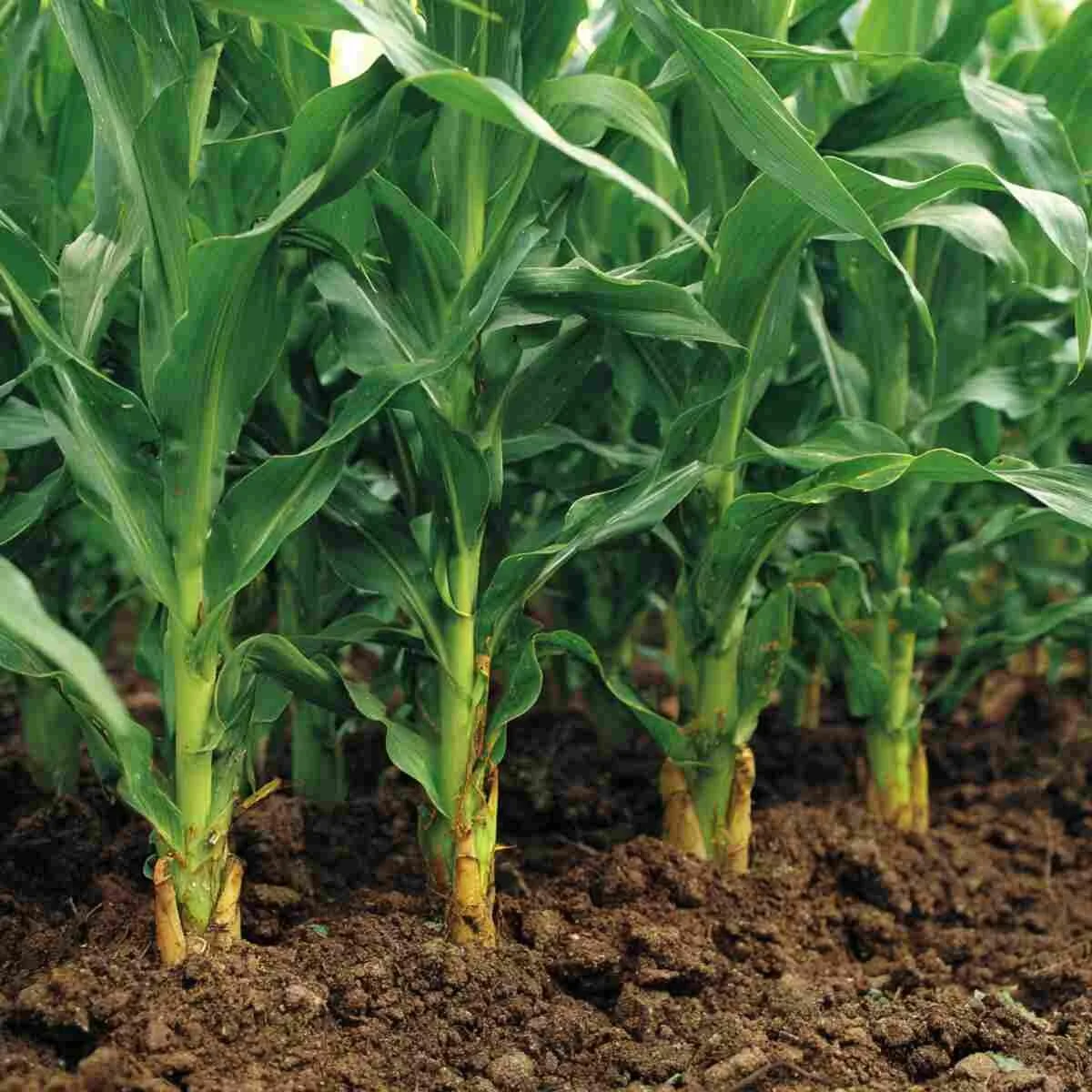 Corn High-Nitrogen Growth Booster