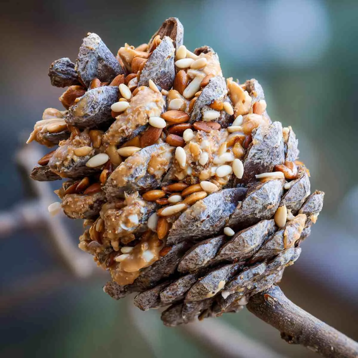 DIY Pinecone Peanut Butter Feeder