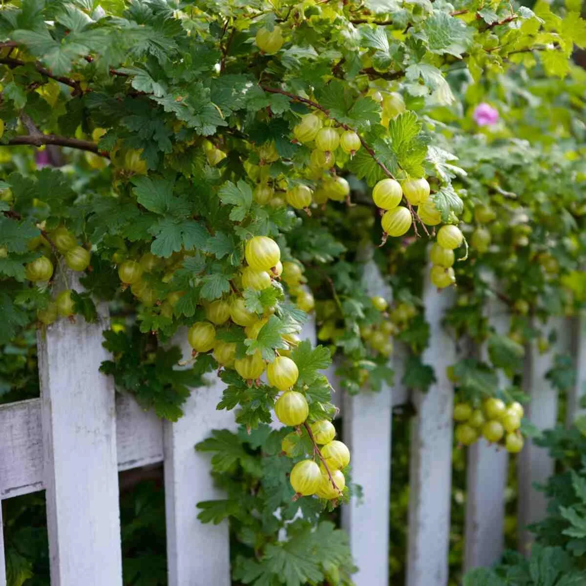 Gooseberry Shrubs