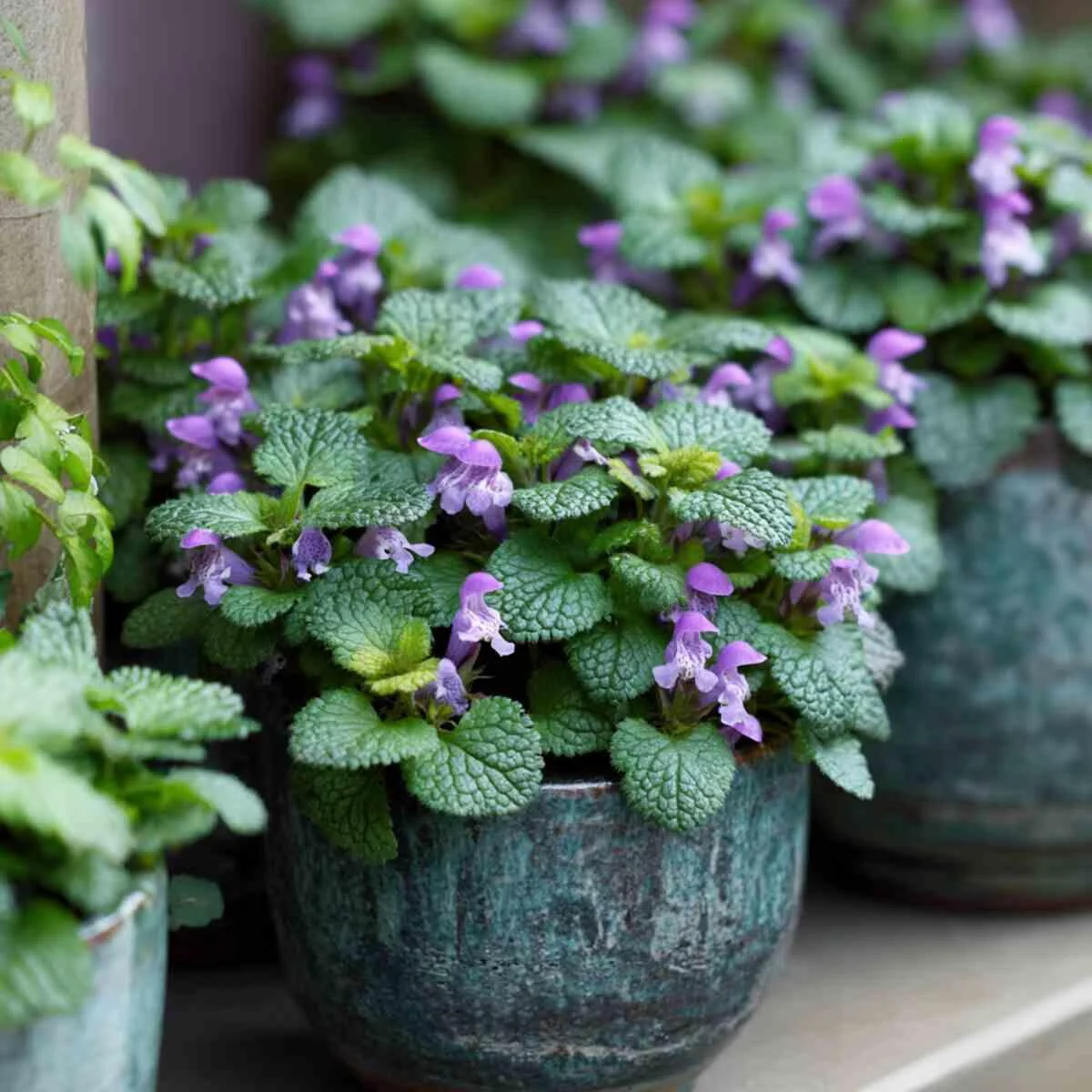 Lamium in Small Decorative Pots