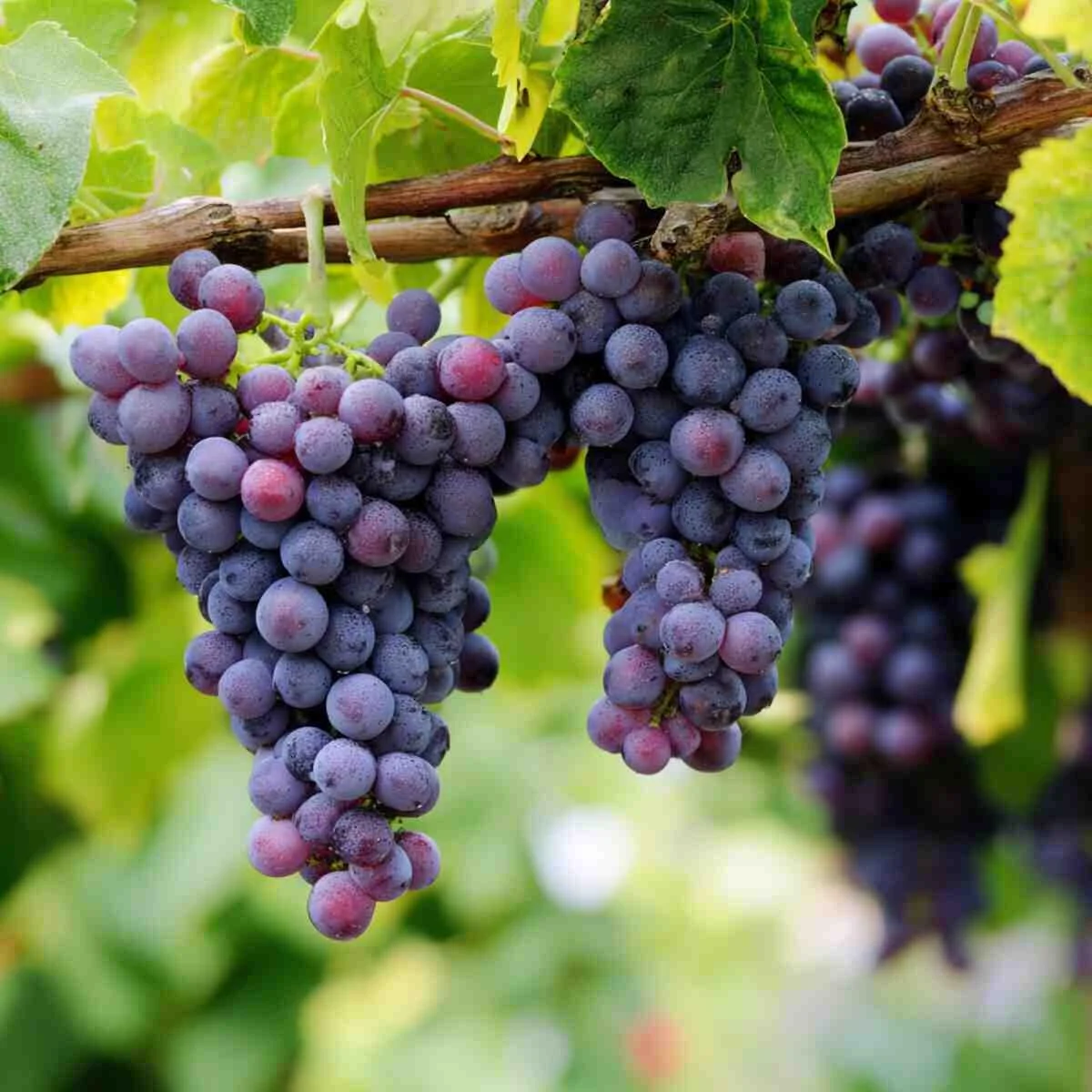 Grape Vine Fertilizer Enhancer