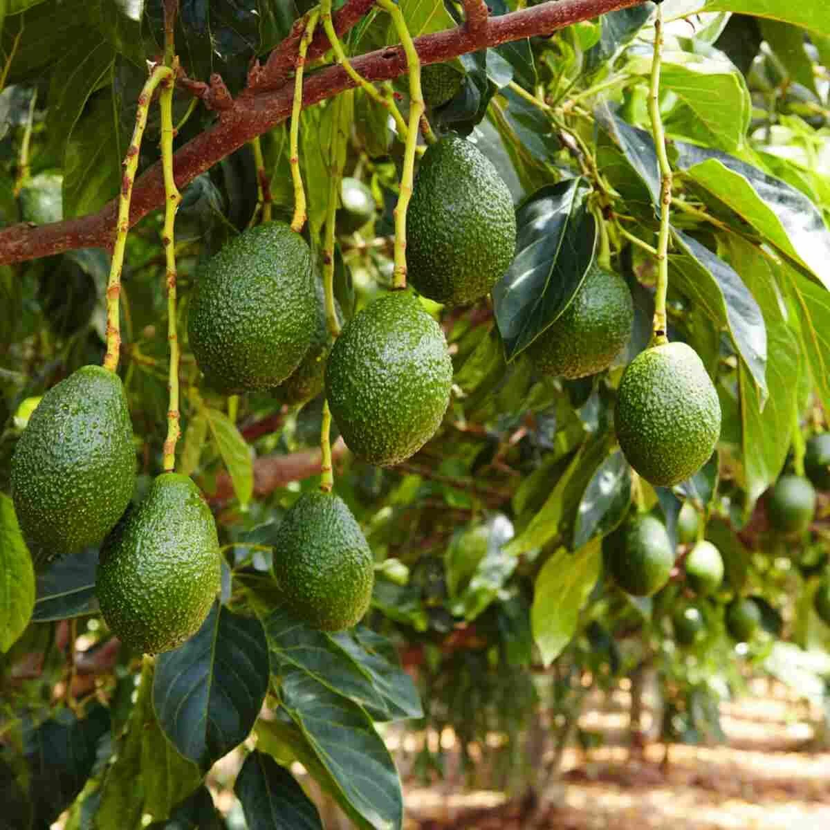 Avocado Tree Nutrient Booster