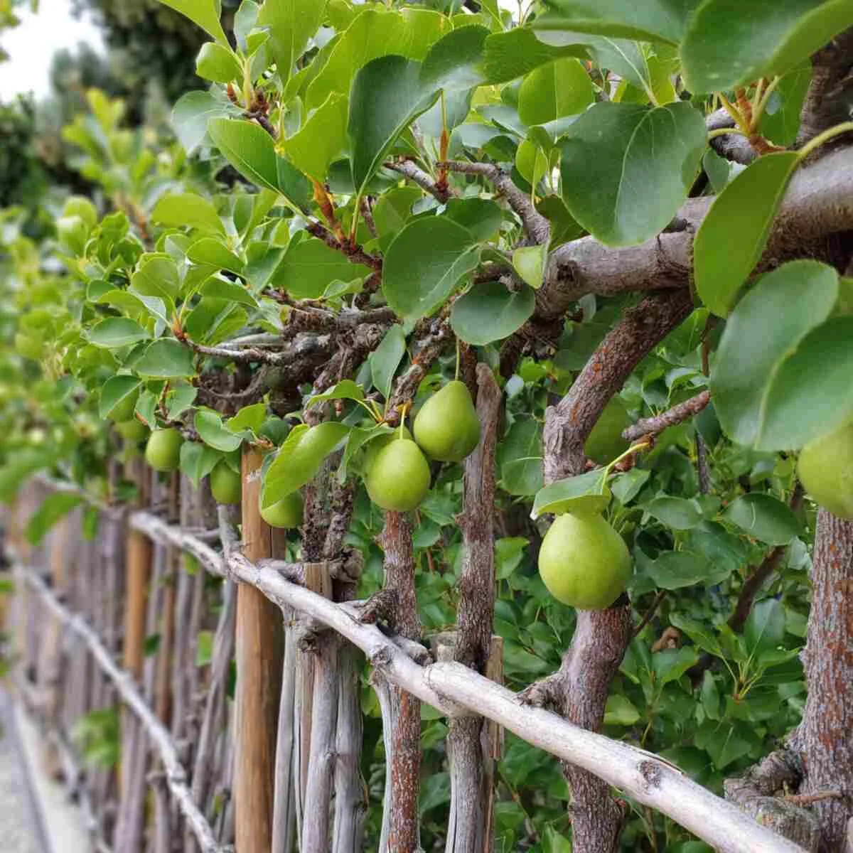 Espaliered Pear Trees