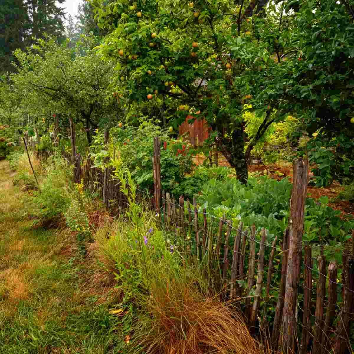 Native Plant Buffer Zone