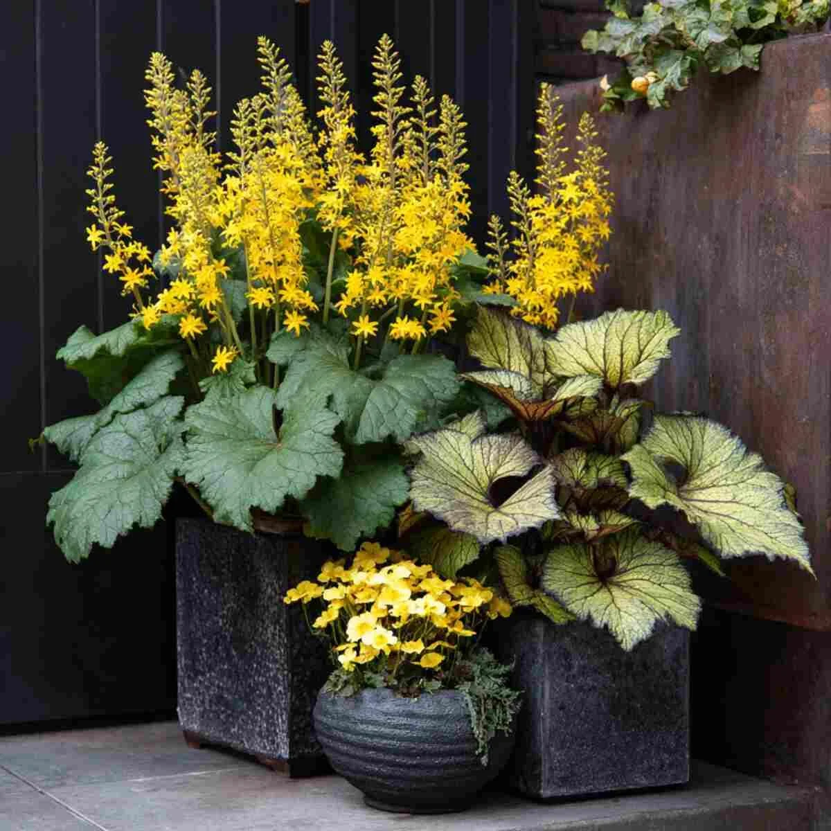 Ligularia in Statement Containers