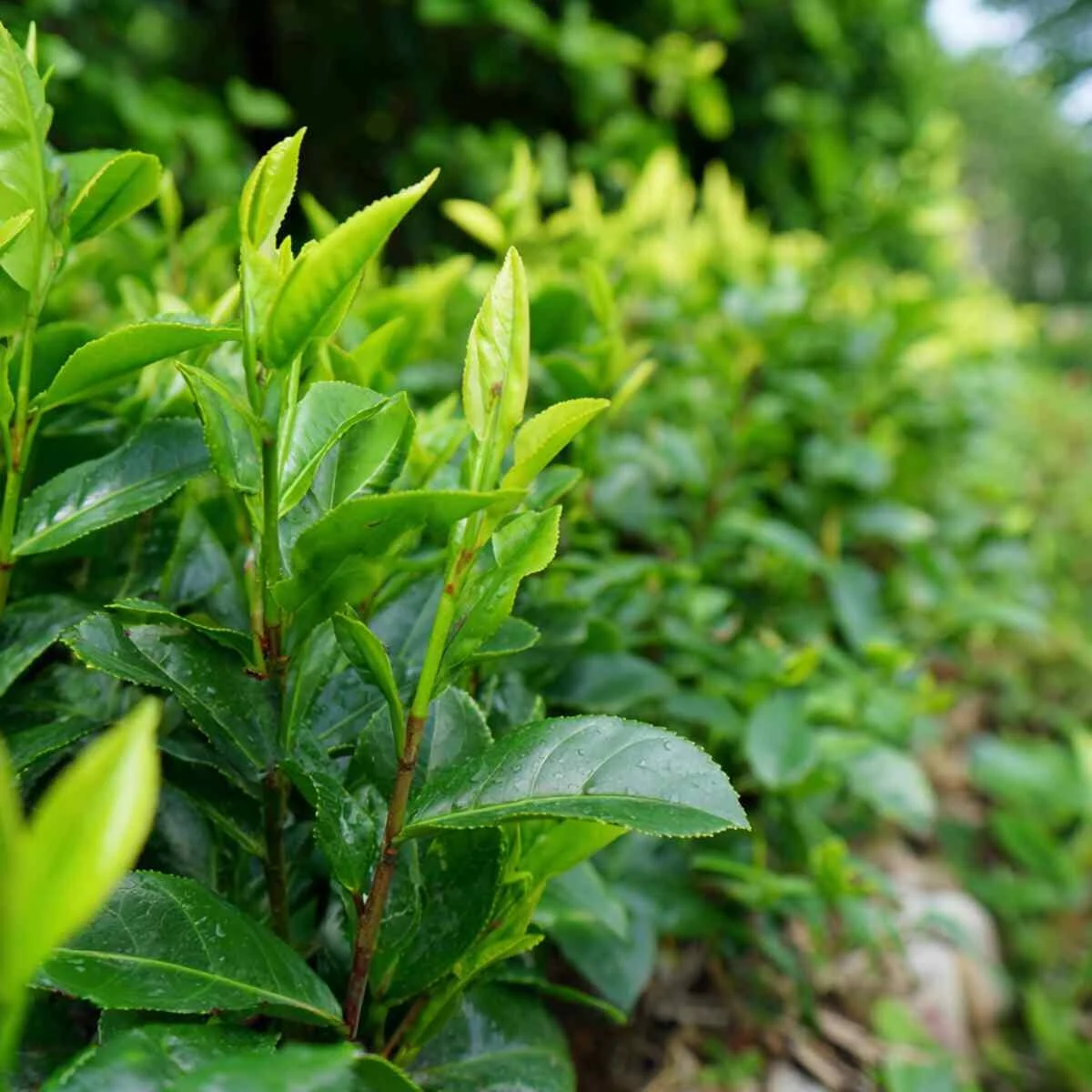 Tea Plant Garden