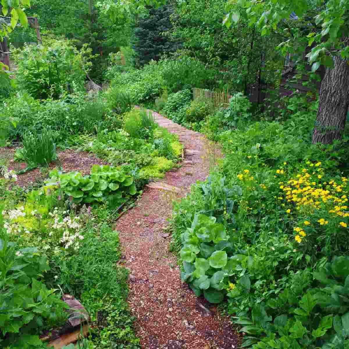 Edible Perennial Pathways
