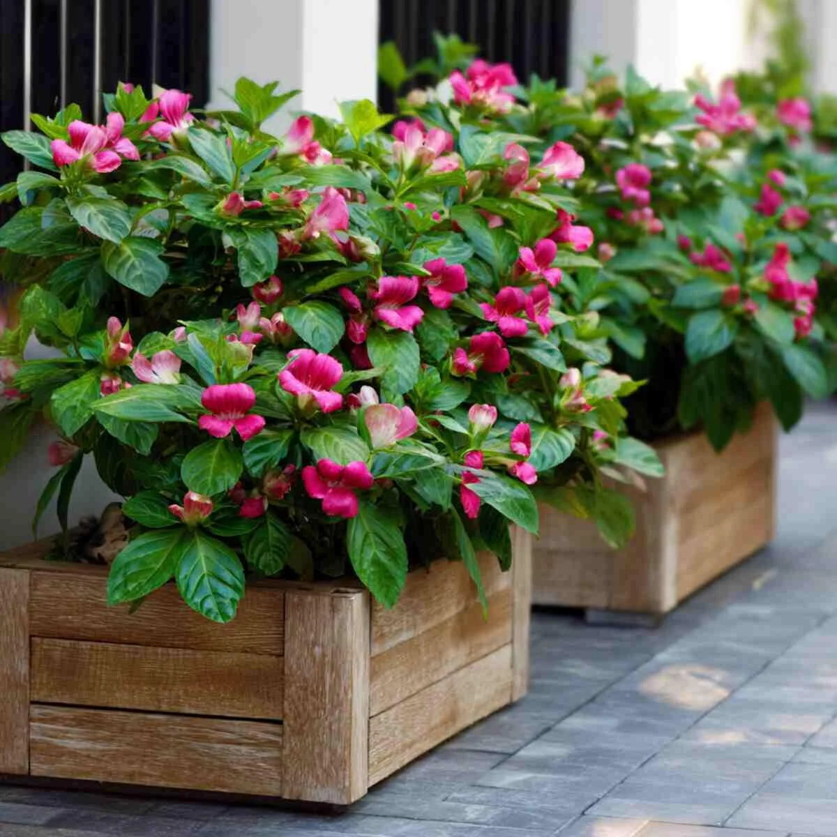 Turtlehead in Rectangular Planters