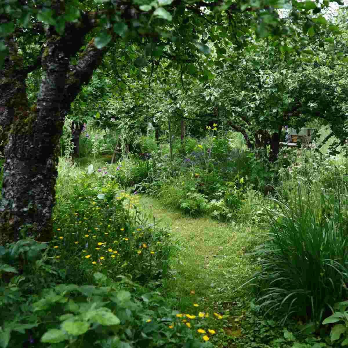 Wild Foraging Zone