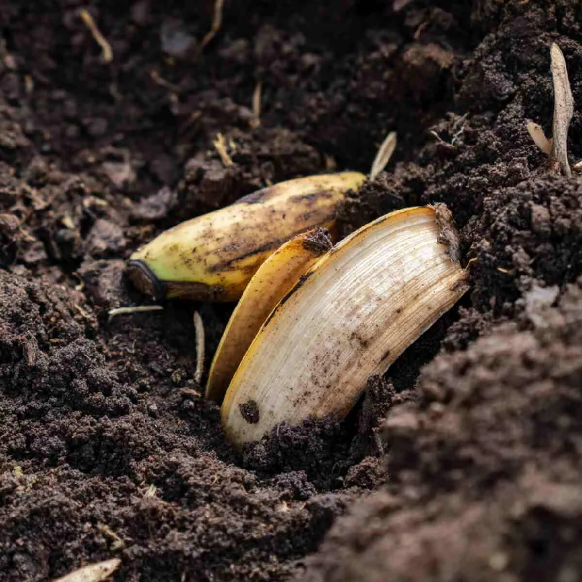 Banana Peel Fertilizer