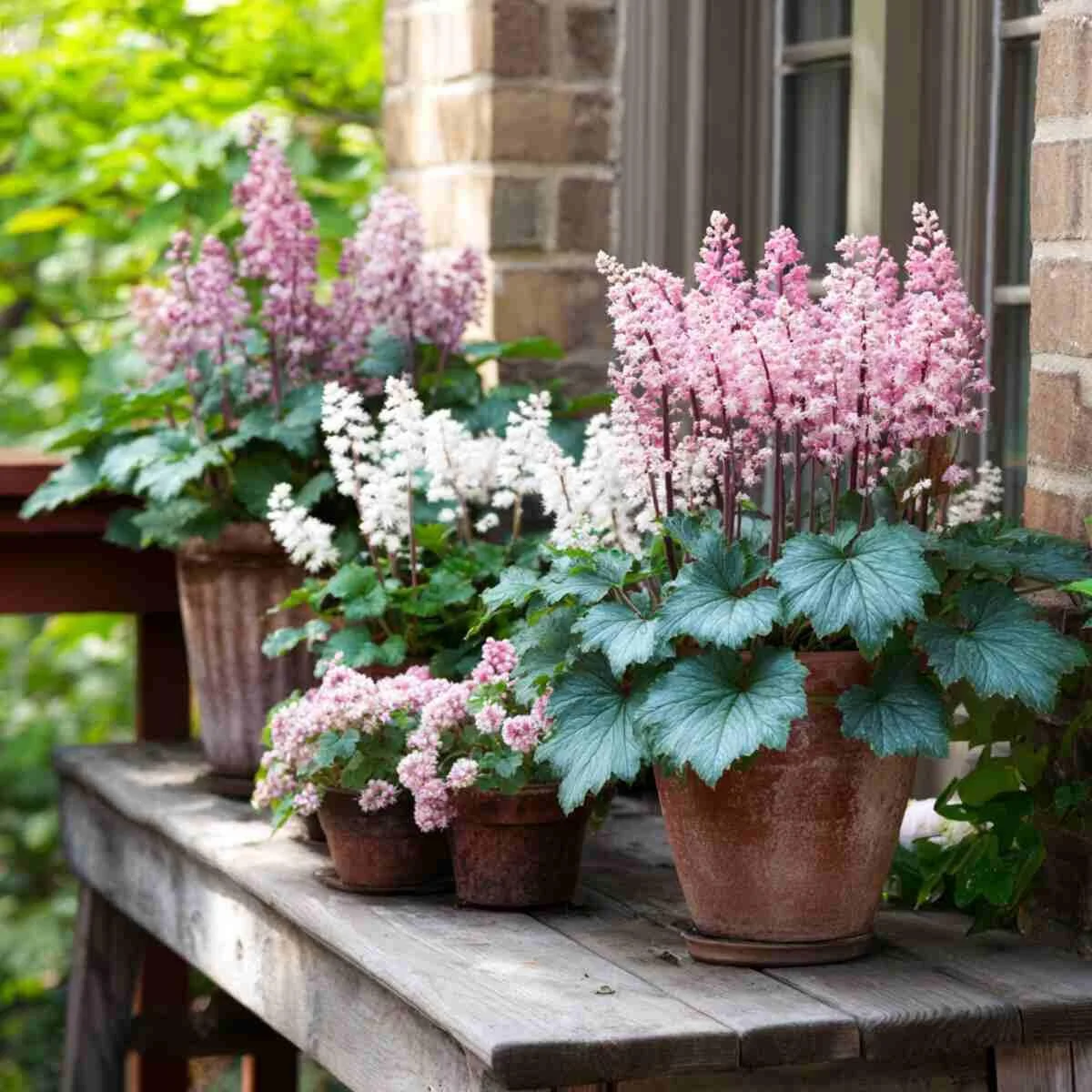 Foamflowers in Small Grouped Planters
