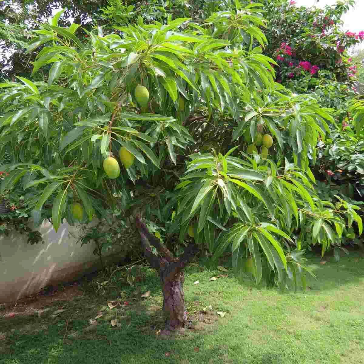Mango Tree-Specific Nutrient Formulation