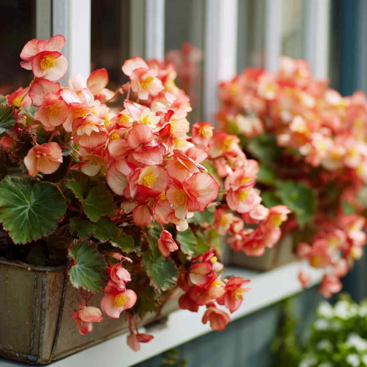 Begonias in Window Boxes