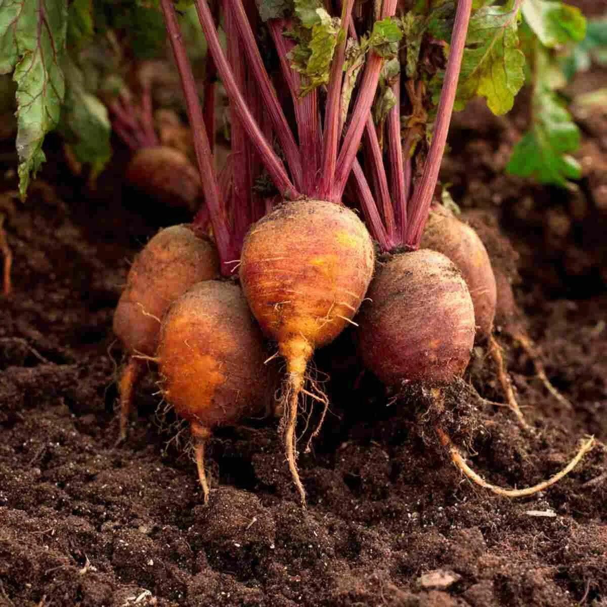 Root Crop (Carrot & Beet) Fertilizer Blend