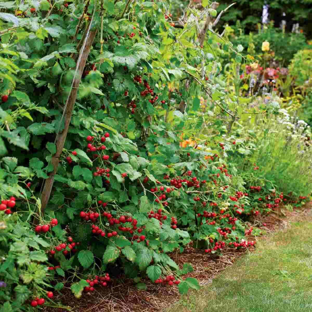 Berry Patch Border