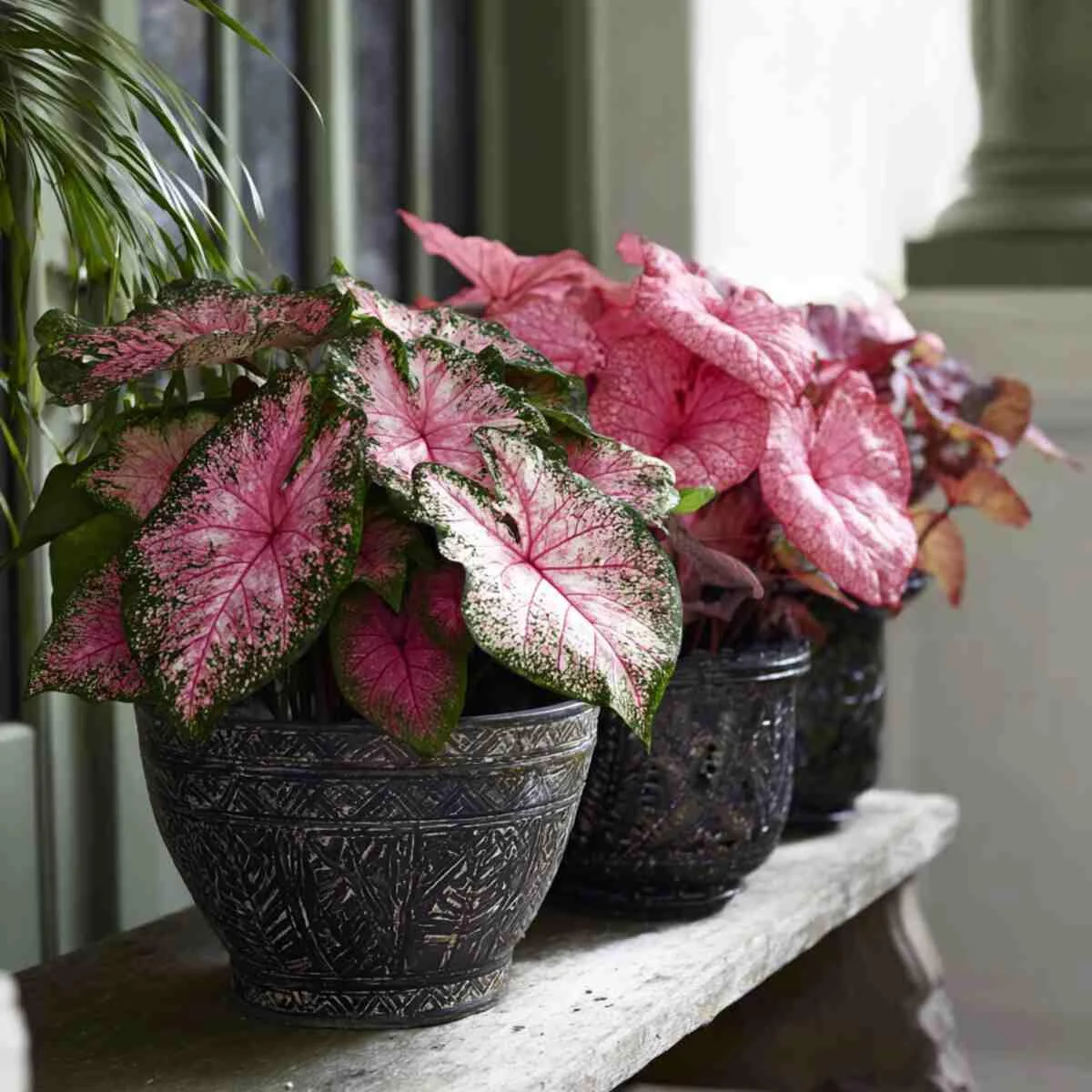 Caladiums in Decorative Bowls