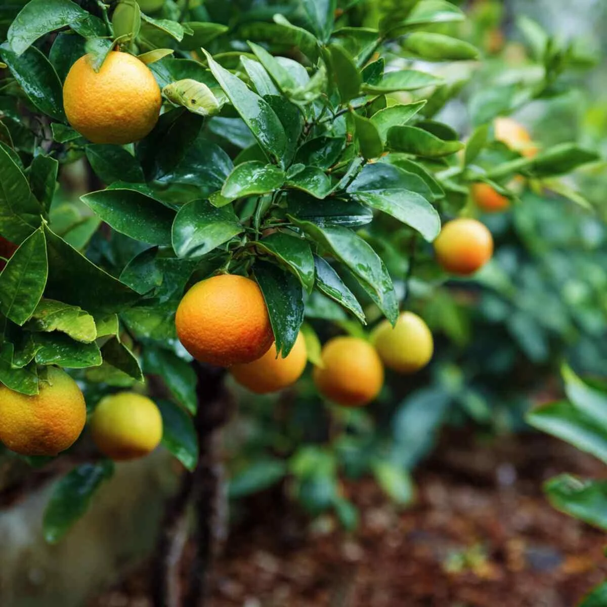 Citrus Tree-Specific Nutrient Mix