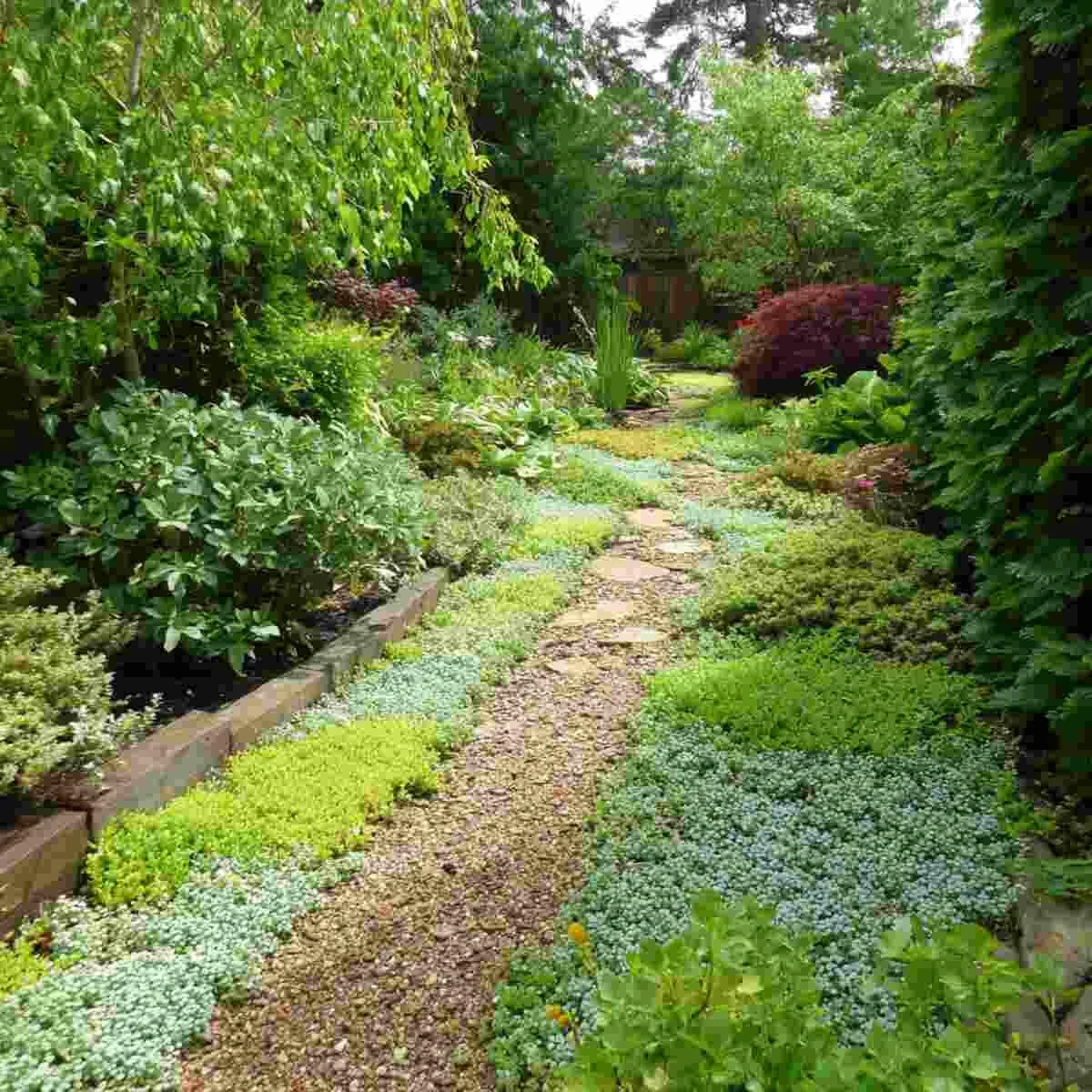 Edible Ground Cover Carpet