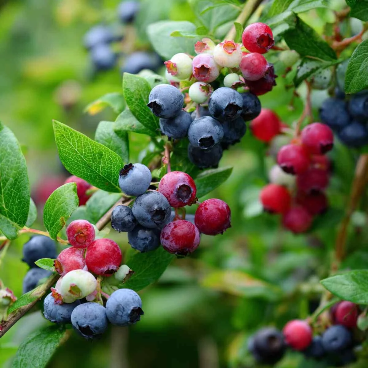 Berry Bush Acidic Fertilizer Blend