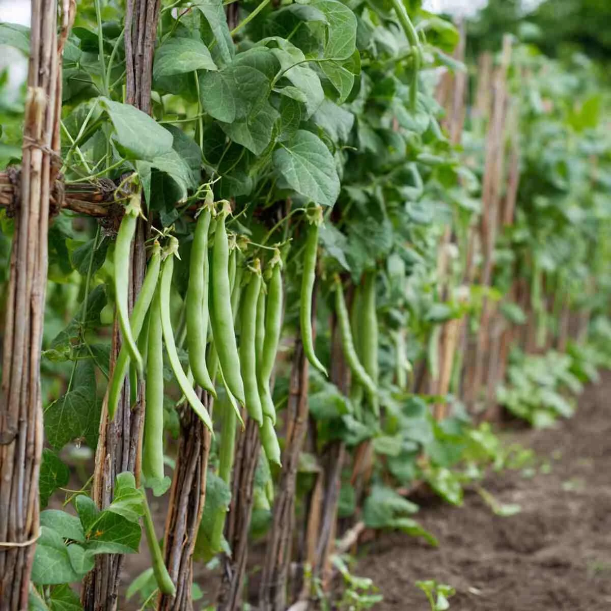 Pole Beans