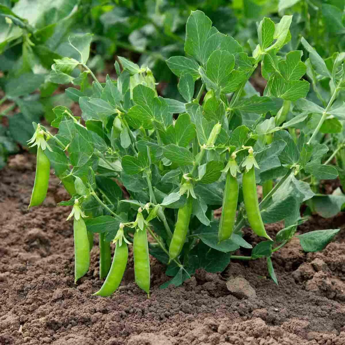Legume (Peas & Beans) Fertilizer Enhancer