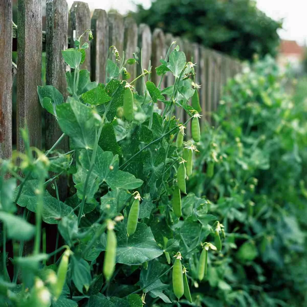 Peas on Fencing