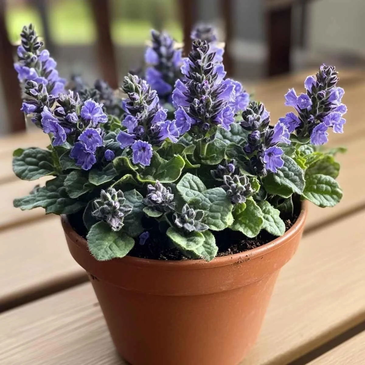 Ajuga (Bugleweed)
