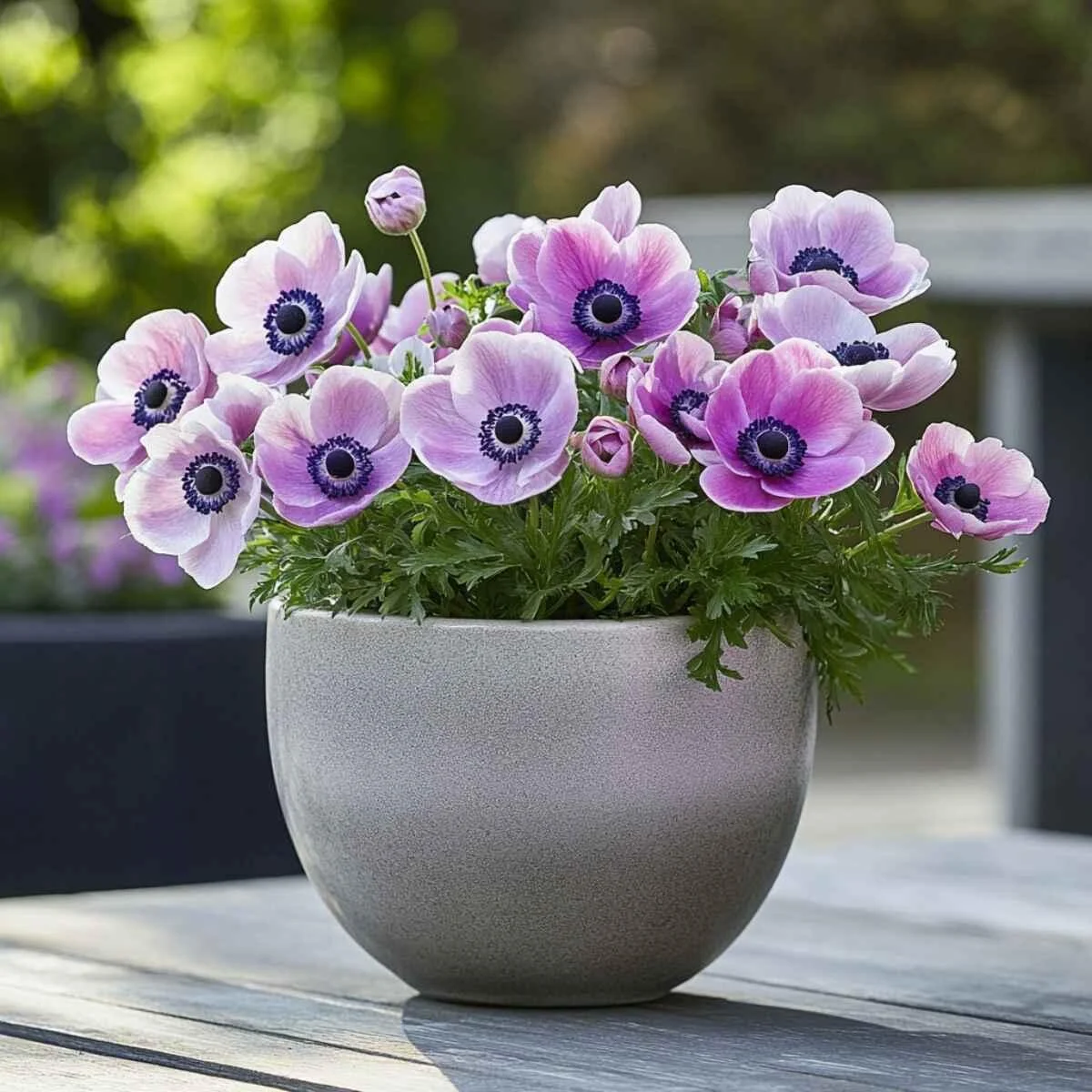 Anemone