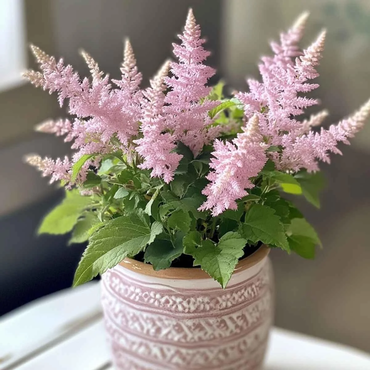 Astilbe