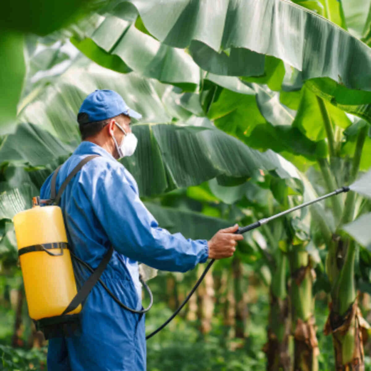 Banana peel foliar spray
