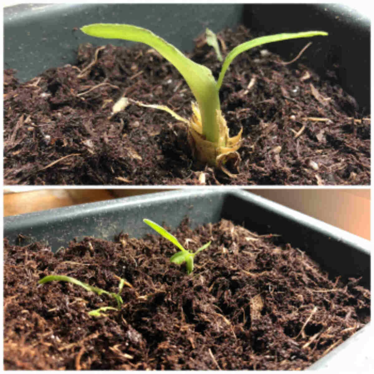 Banana peel in seedling starter