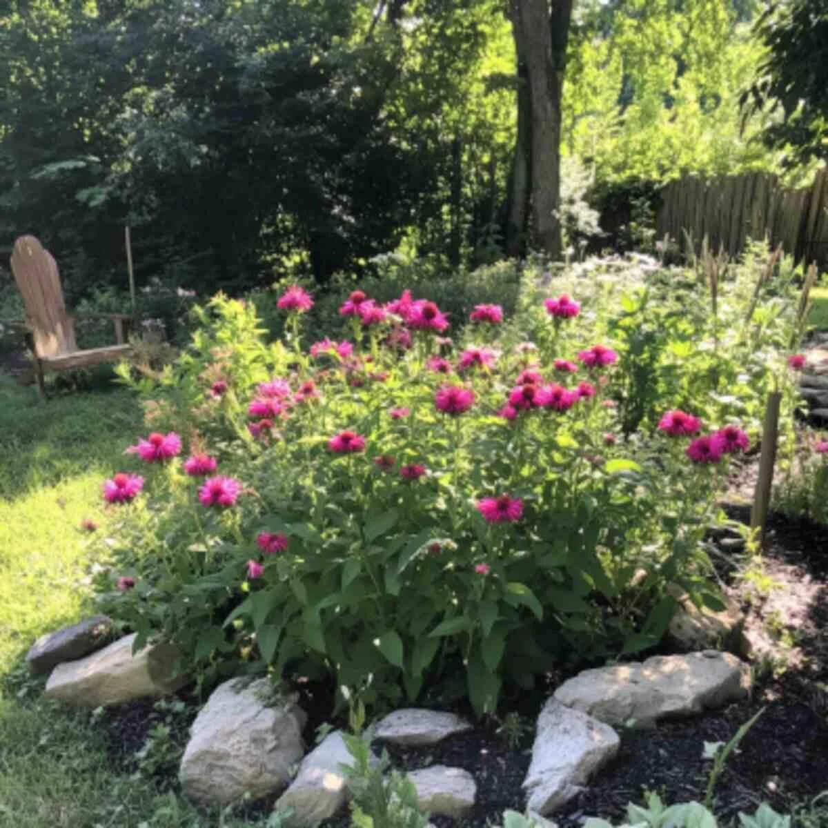 Bee Balm (Monarda)