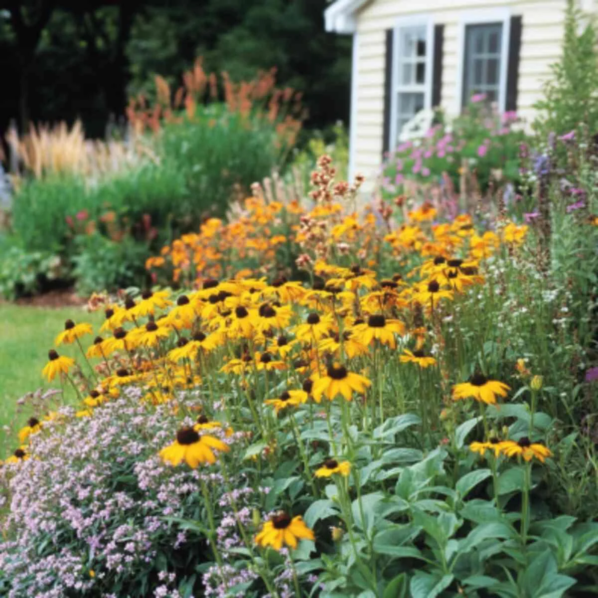 Black-Eyed Susan