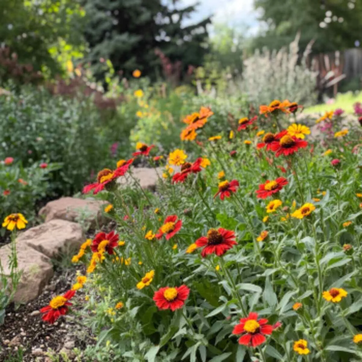 Blanket Flower (Gaillardia)