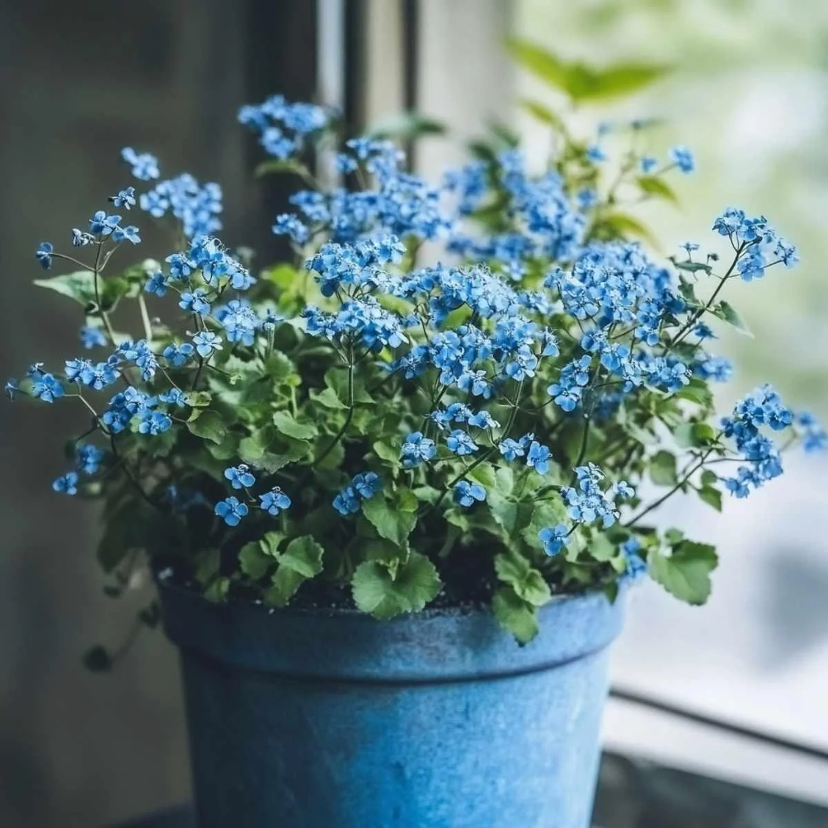 Brunnera