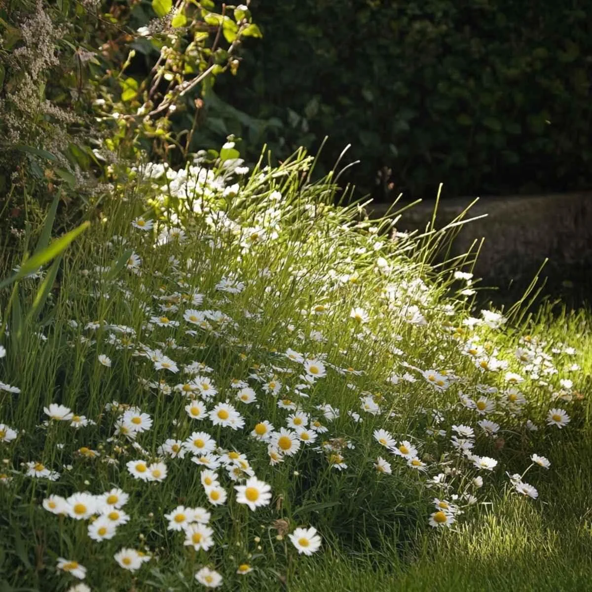 Chamomile
