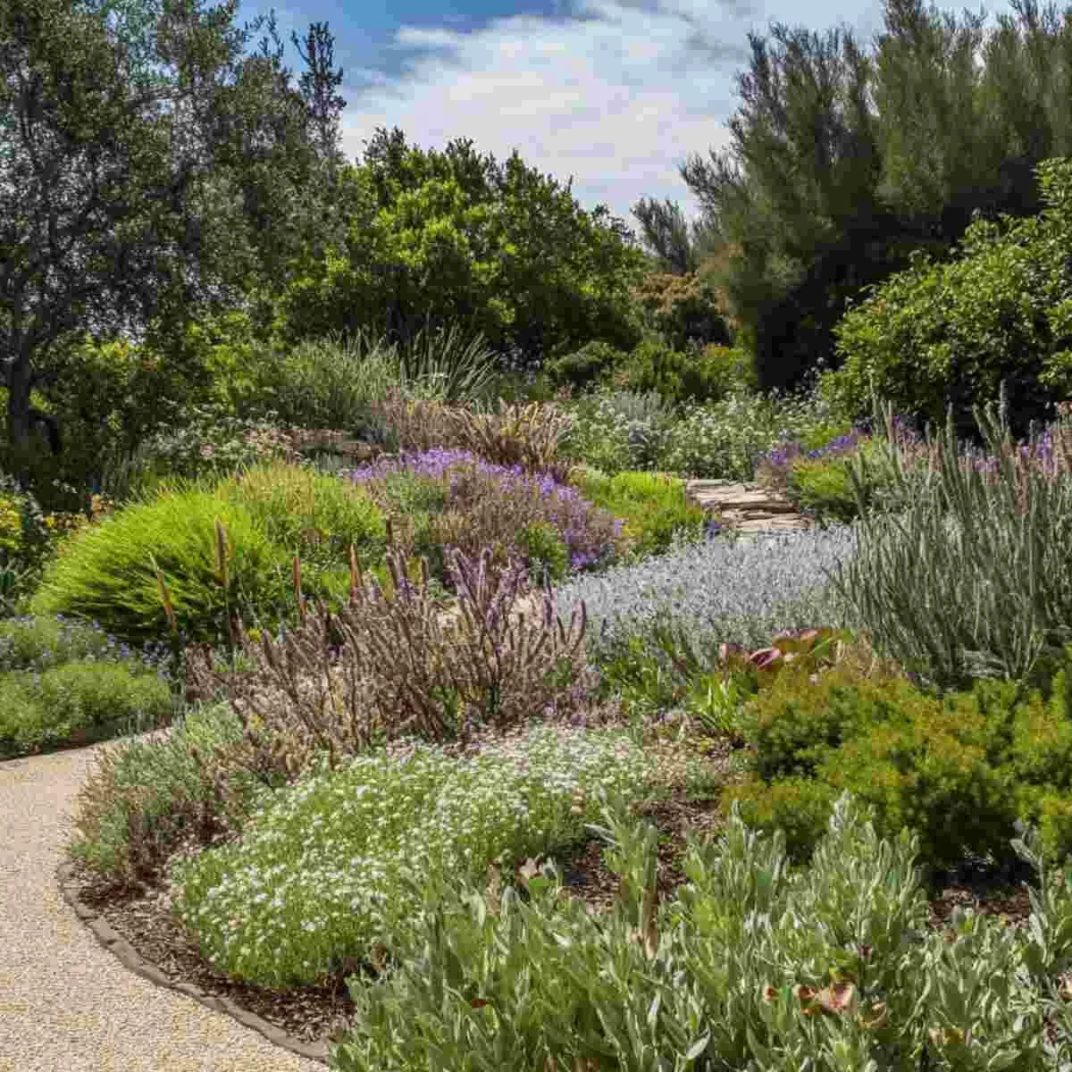 Coastal Native Shrub Garden
