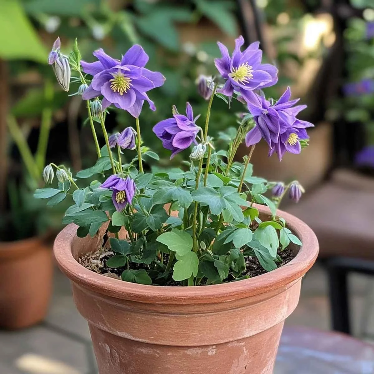 Columbine (Aquilegia)