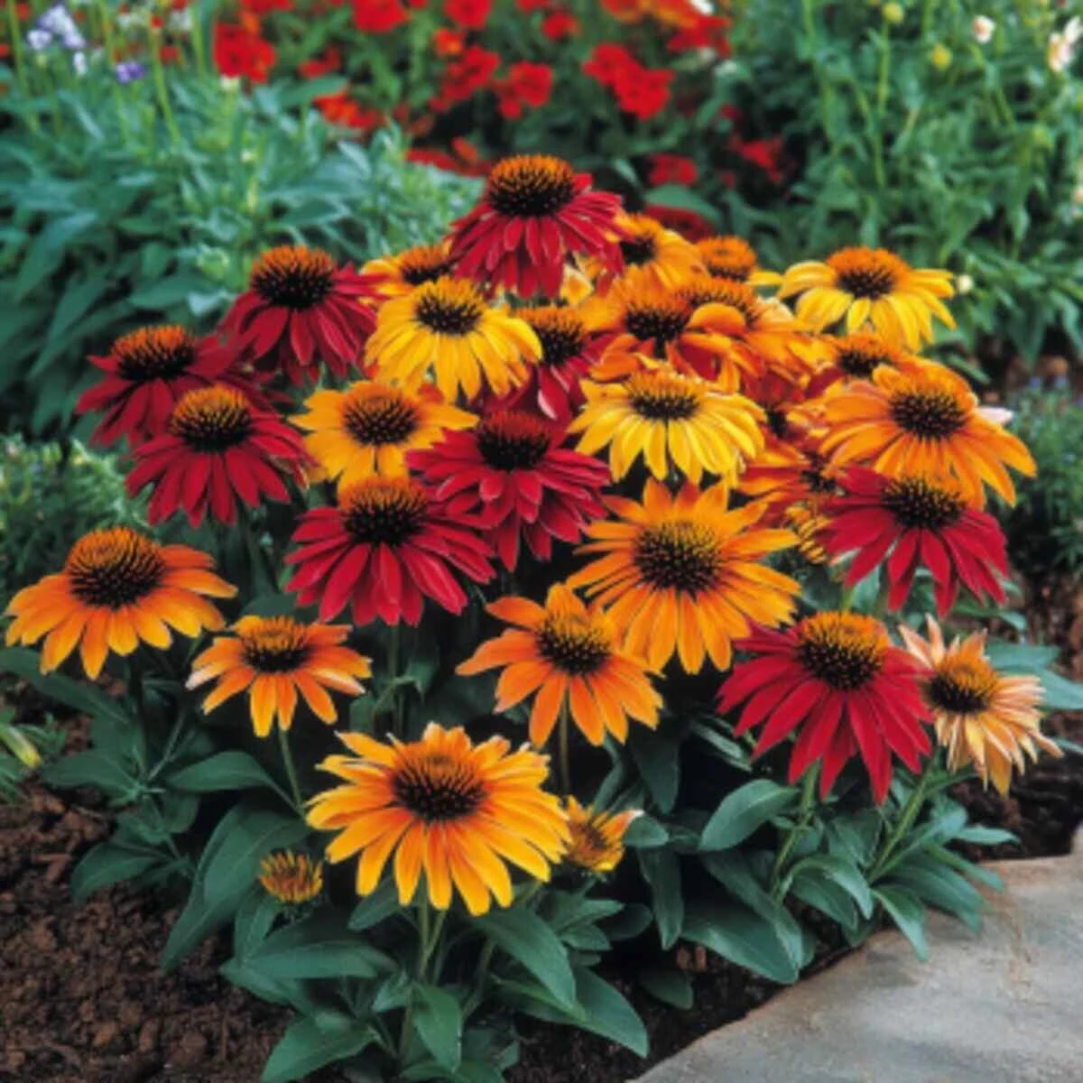 Coneflower (Echinacea)