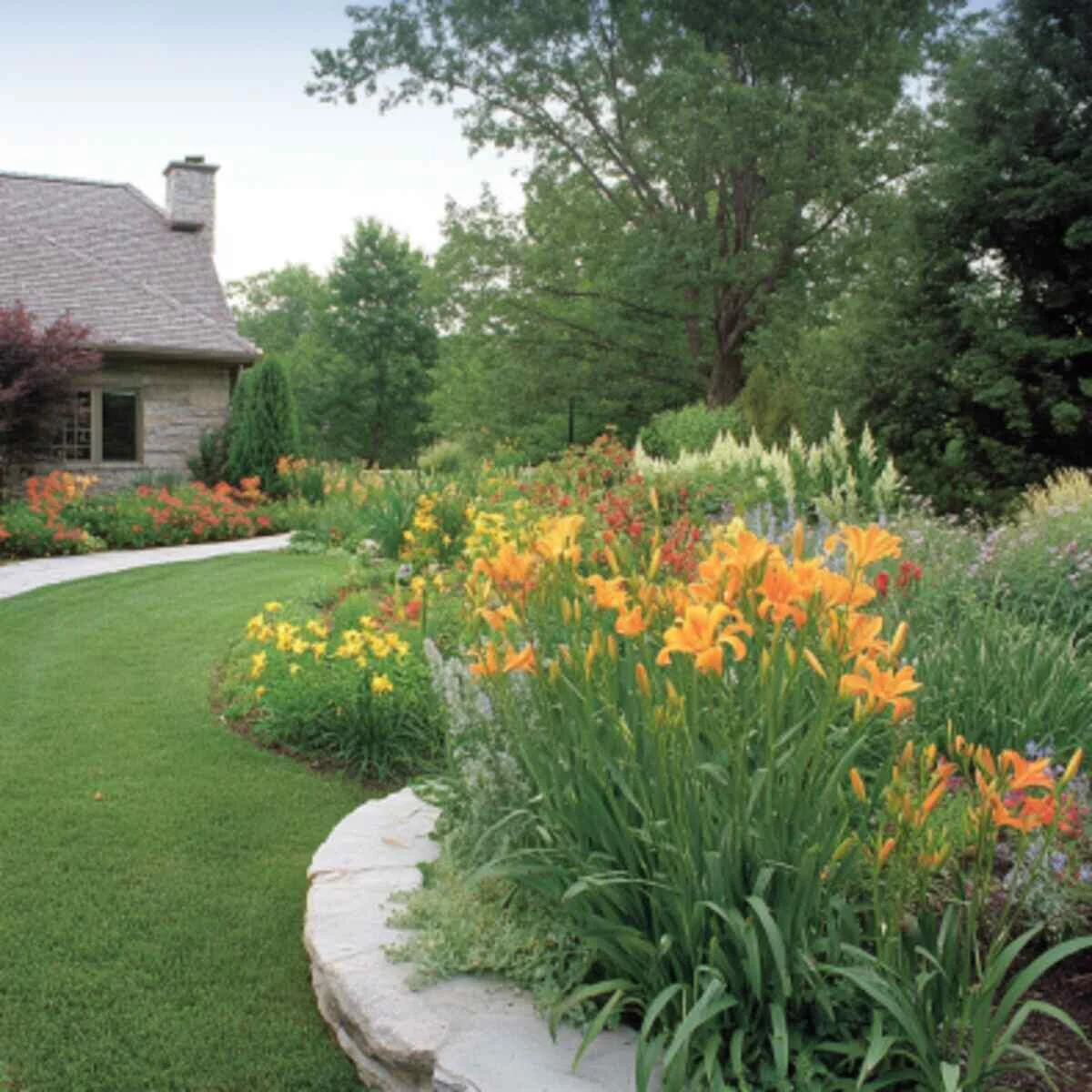 Daylily