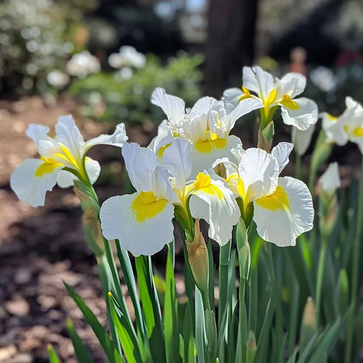 Dutch Iris Drifts