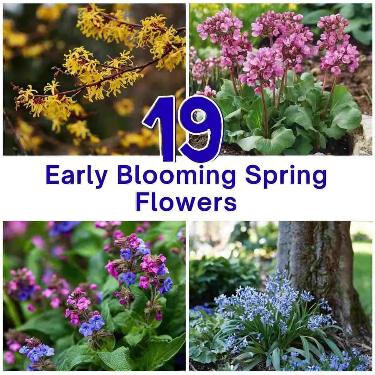 19 Early Spring Flowers That Bloom First in Your Garden – ZEESHE.COM