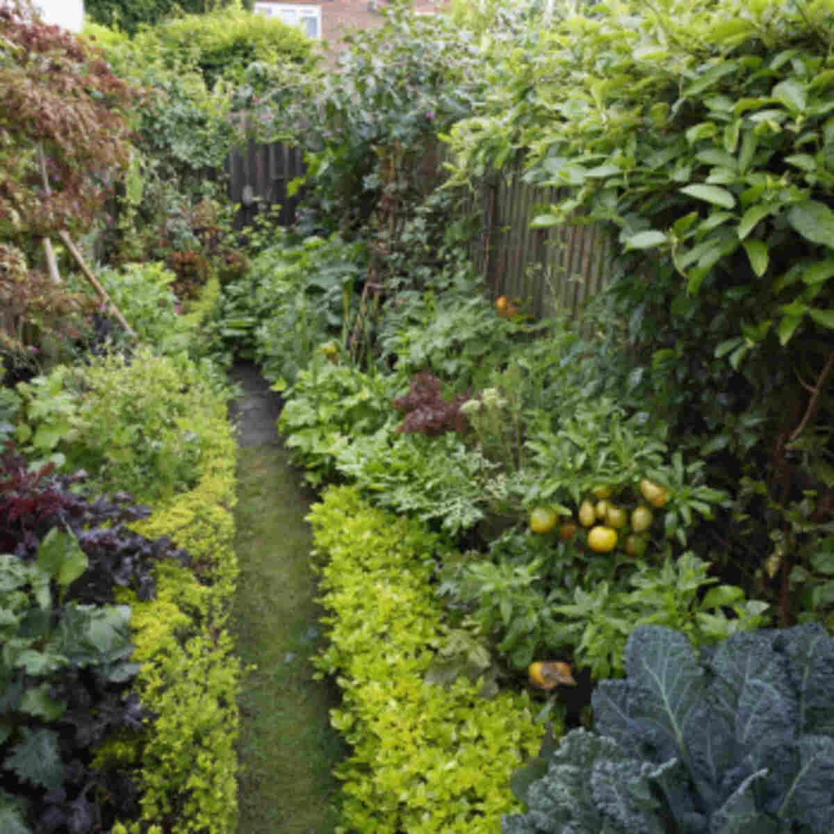Edible Hedge Border