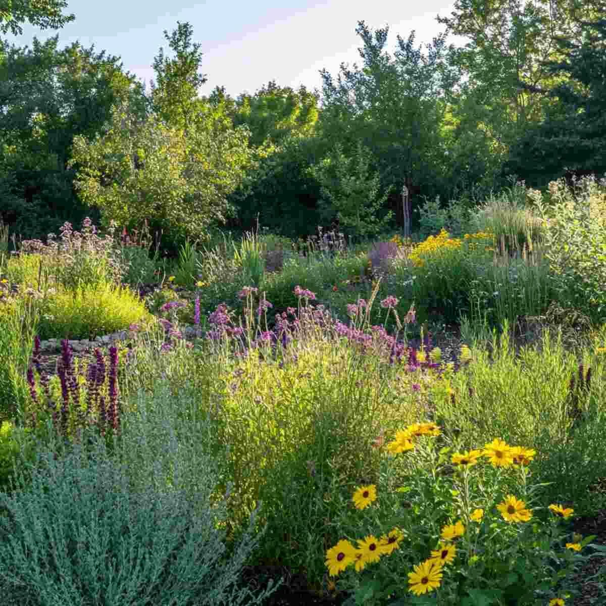 Edible & Medicinal Native Shrub Garden