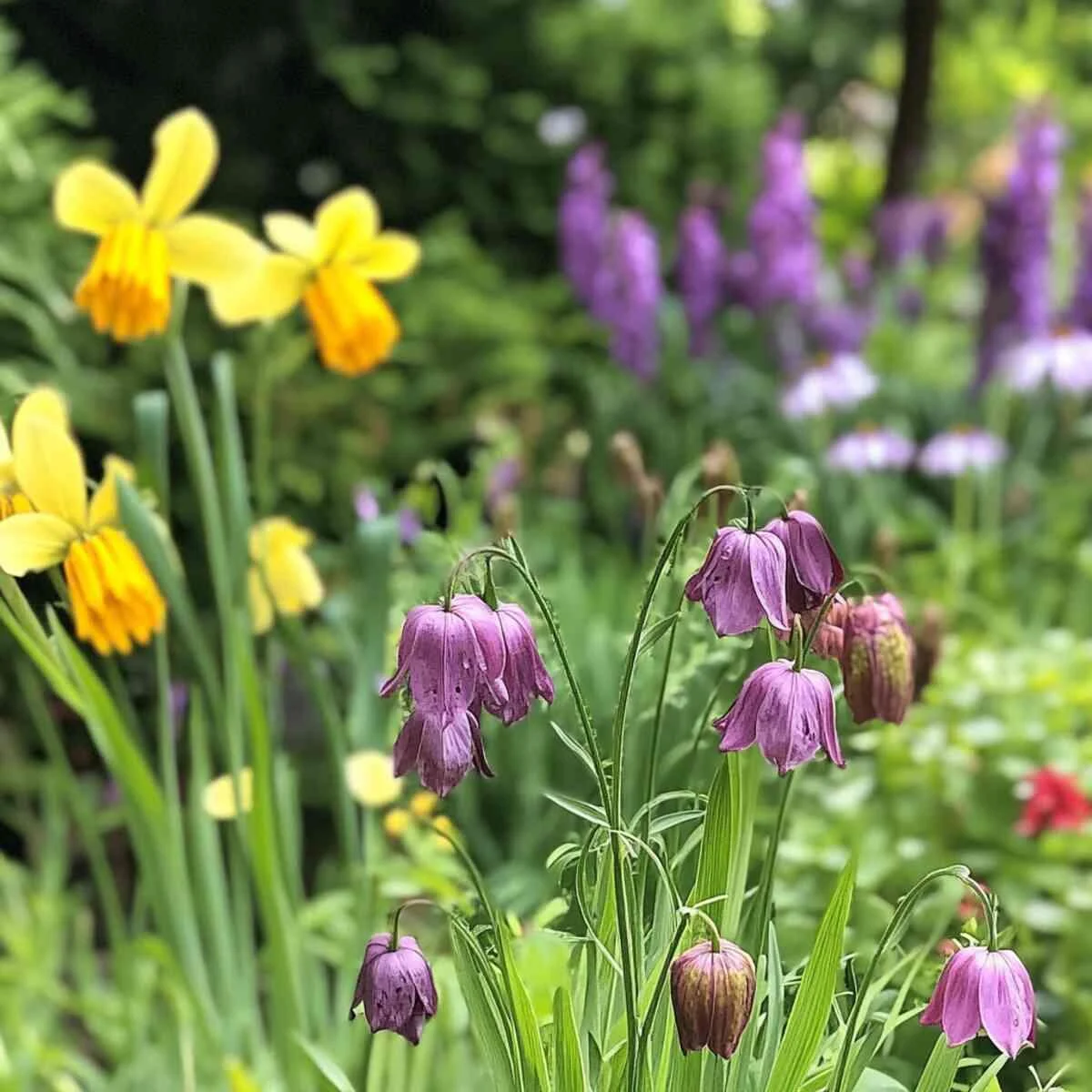 Fritillaria Features