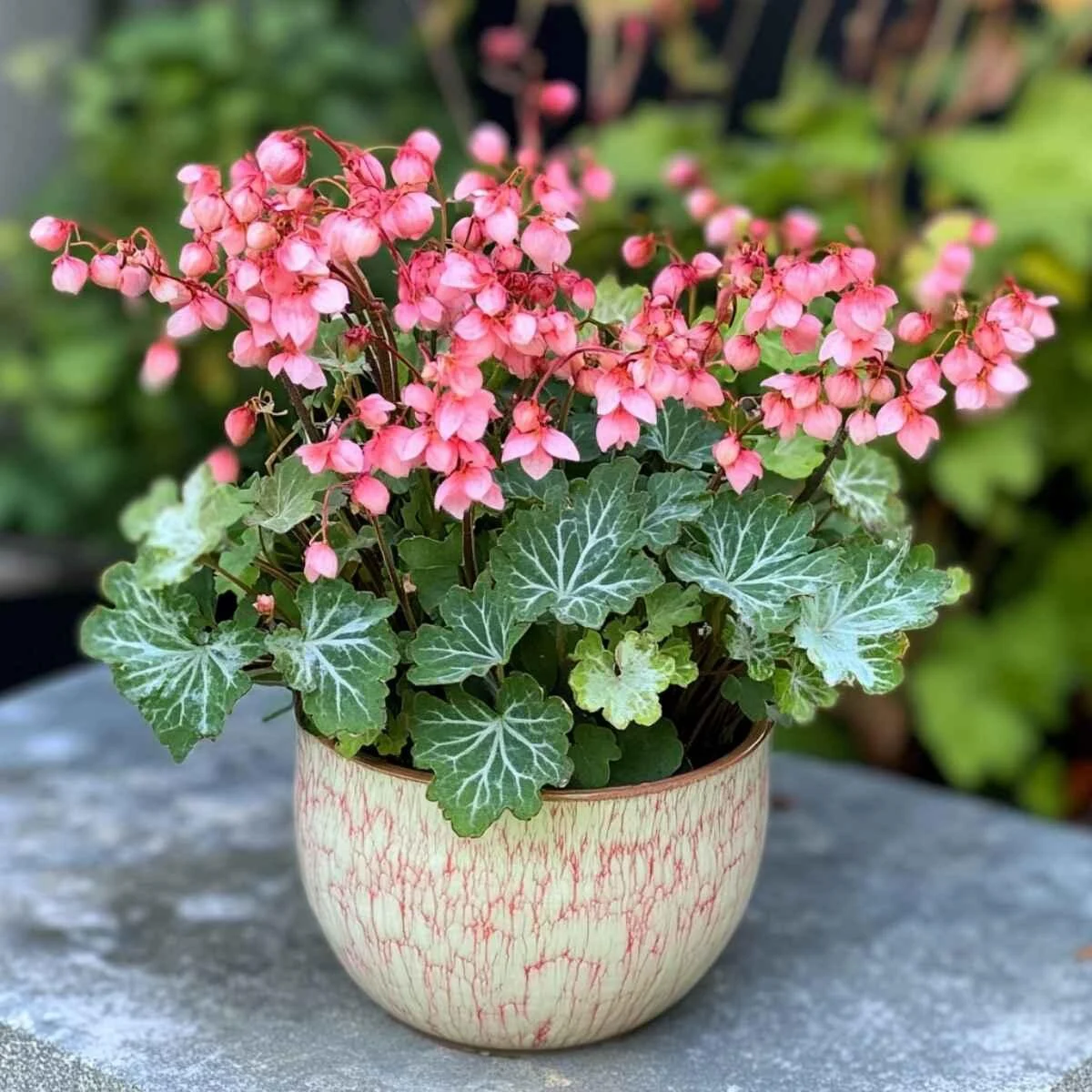 Heuchera (Coral Bells)