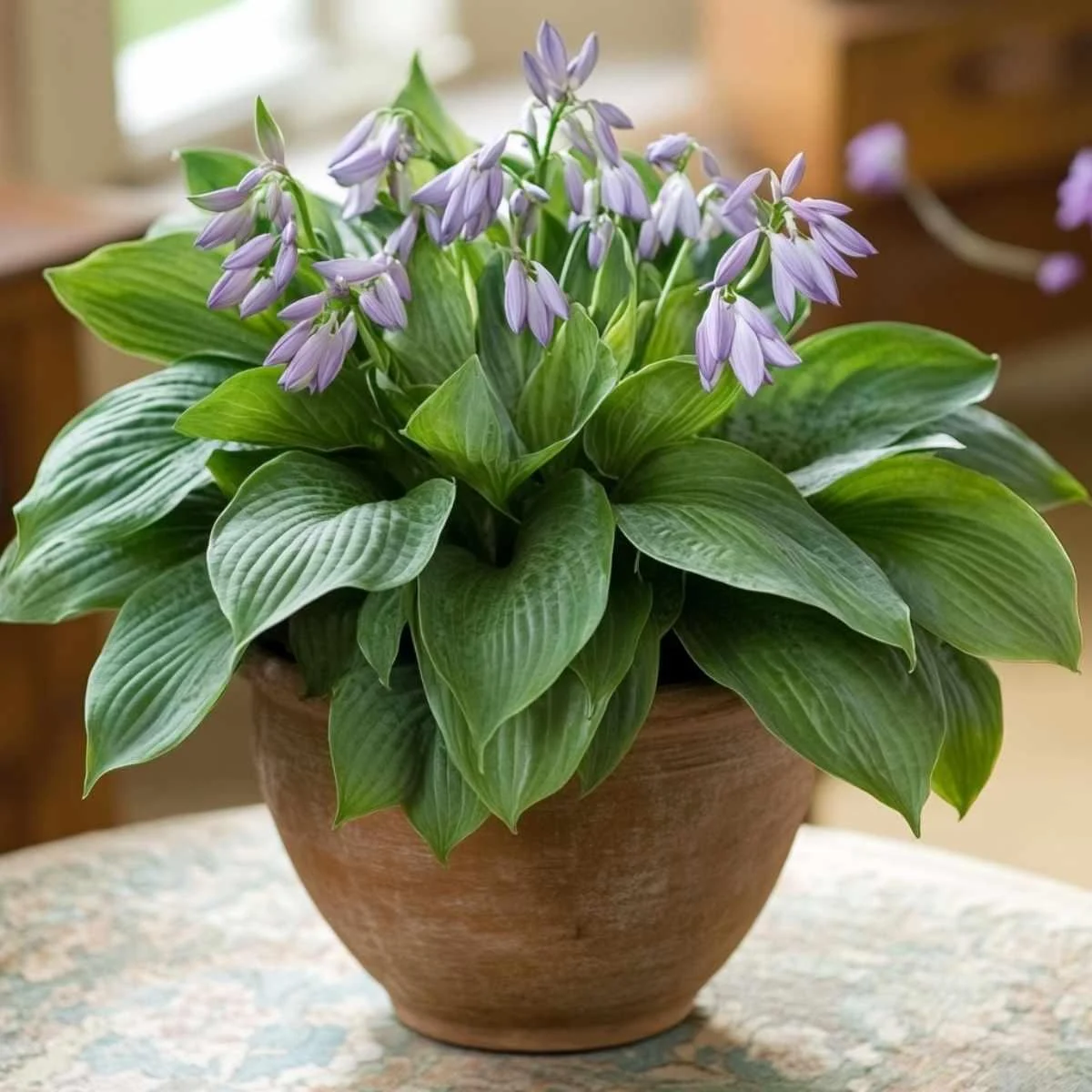 Hosta